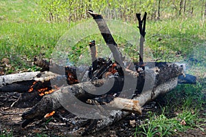 A fire from birch logs in a forest glade