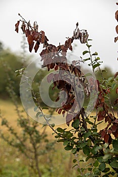 Fire blight, fireblight, quince apple and pear disease, caused by bacteria Erwinia amylovora