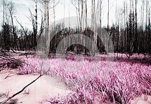 After the fire in the Boco village