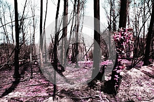 After the fire in the Boco village