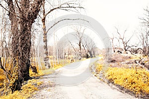 After the fire in the Boco village