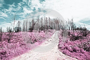 After the fire in the Boco village