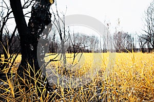 After the fire in the Boco village