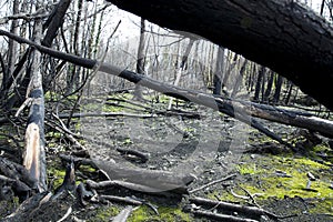 After the fire in the Boco village