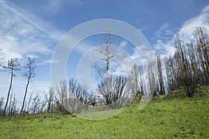 After the fire in the Boco village