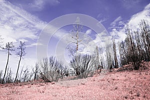 After the fire in the Boco village