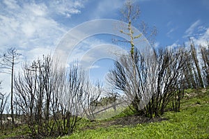 After the fire in the Boco village