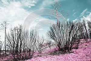 After the fire in the Boco village