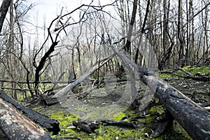 After the fire in the Boco village