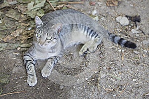 After the fire in the Boco village