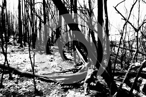 After the fire in the Boco village