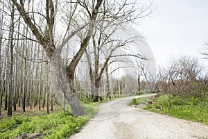 After the fire in the Boco village