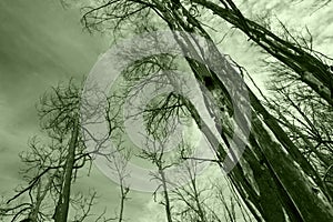 After the fire in the Boco village