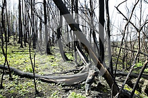 After the fire in the Boco village