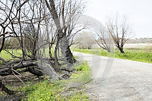 After the fire in the Boco village