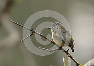 Fire-breasted flowerpecker