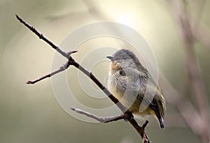 Fire-breasted flowerpecker