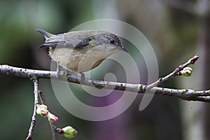 Fire-breasted Flowerpecker