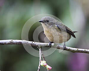 Fire-breasted Flowerpecker