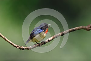 Fire-breasted Flowerpecker