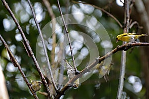 Fire-breasted Flowerpecker bird