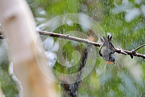 Fire-breasted Flowerpecker bird