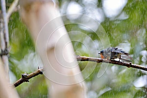 Fire-breasted Flowerpecker bird