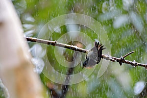 Fire-breasted Flowerpecker bird