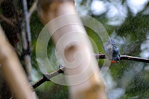 Fire-breasted Flowerpecker bird