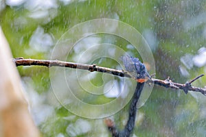 Fire-breasted Flowerpecker bird