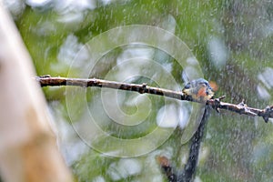 Fire-breasted Flowerpecker bird