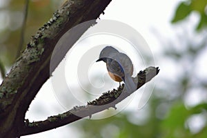 Fire-breasted flowerpecker
