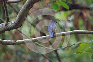 Fire-breasted flowerpecker