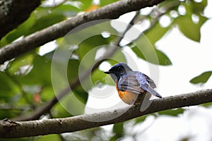 Fire-breasted flowerpecker