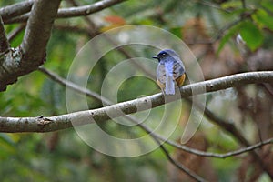 Fire-breasted flowerpecker