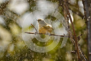 Fire-breasted Flowerpecker,female.