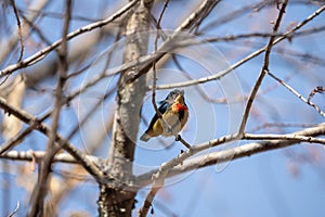 Fire Breasted Flowerpecker