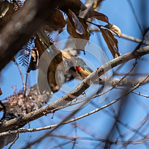 Fire Breasted Flowerpecker