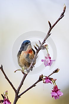 Fire-breasted Flowerpecker