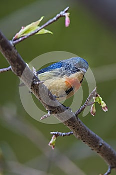 Fire-breasted Flowerpecker