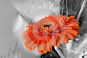 Fire on the bright petals