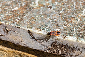 Fire bug bugs firebug firebugs insect insects crawling on wall