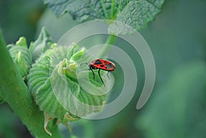 Fire bug on green mallow bud, soft background