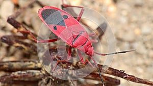 Fire bug man faced bug red bug insect macro close up detail