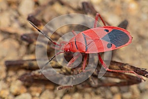 Fire bug man faced bug red bug insect macro close up detail