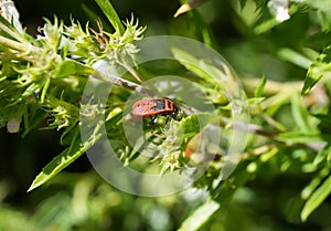 Fire bug, Pyrrhocoridae.