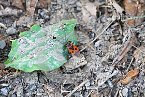 Fire bug, Pyrrhocoridae.