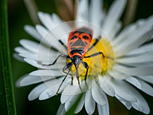 A fire bug sitting on a daisy