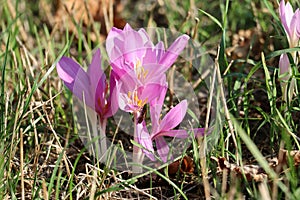 Fire bugs on Autumn crocus