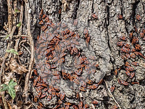 Fire bugs on the bark of the tree